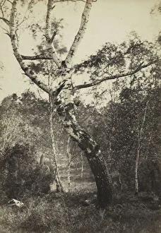 Study of a Birch Tree, Barbizon, 1860s-1870s. Creator: Constant Alexandre Famin (French Study of a Birch Tree, Barbizon, 1860s-1870s. Creator: Constant Alexandre Famin (French