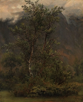 Study of Birches in Romsdal, 1836. Creator: Thomas Fearnley