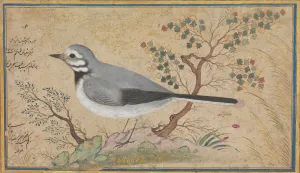 Script Prints: Study of a Bird, dated A. H. 1043 / A. D. 1634. Creator: Riza