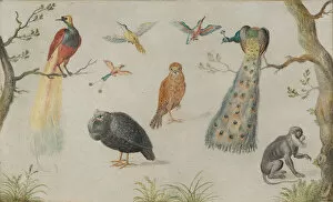 Study of Birds and Monkey, 1660/1670. Creator: Anon