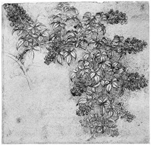 Images Dated 19th June 2008: Study of a blackberry branch, late 15th or early 16th century (1954). Artist: Leonardo da Vinci