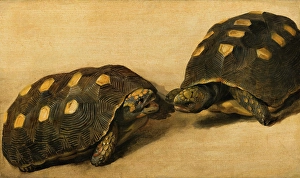Tortoise Prints: Study of Two Brazilian Tortoises. Creator: Albert Eckhout