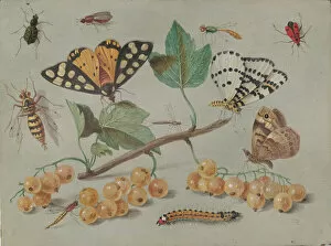 Study of Butterfly and Insects, c. 1655. Creator: Jan van Kessel