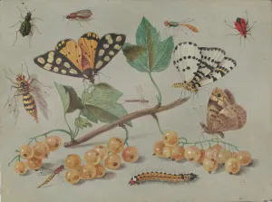 Study of Butterfly and Insects, c. 1655. Creator: Jan van Kessel Study of Butterfly and Insects, c. 1655. Creator: Jan van Kessel