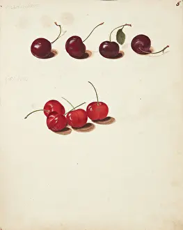 Plant Science Prints: Study of Cherries, 1751. Creator: Fosie, Johanna Marie (1726-1764)
