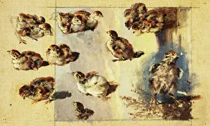 Chick Prints: Study of Chicks, 1840-1850. Creator: Friedrich Carl von Scheidlin