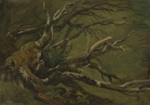 Ageing Prints: Study of decaying Tree, 1837. Creator: Thomas Fearnley