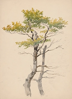 Friedrich Carl Von Prints: Study of a deciduous tree, around 1881. Creator: Friedrich Carl von Scheidlin