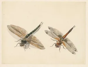 Albertus Alides Steenbergen Prints: Study of two dragonflies, 1824-1900. Creator: Albertus Steenbergen