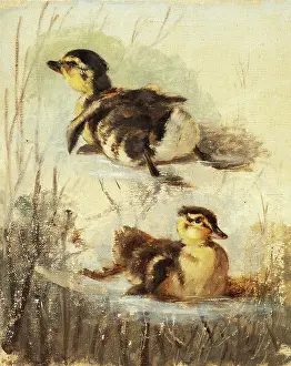 Behaviour Prints: Study of Ducks on the Water II, 1840-1850. Creator: Friedrich Carl von Scheidlin
