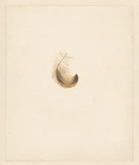 Albertus Alides Steenbergen Prints: Study of a feather, 1824-1900. Creator: Albertus Steenbergen