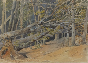 Friedrich Carl Von Prints: Study of felled trees, 1881. Creator: Friedrich Carl von Scheidlin