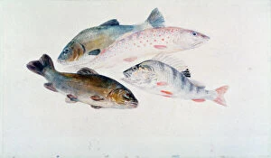 Art Media Gallery: Study of Fish: Two Tench, a Trout and a Perch, c1822-1824. Artist: JMW Turner