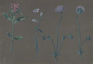 Fragile Prints: Study of Three Flowers, 1781. Creator: Johann Christian August Birnbaum