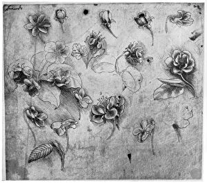 Images Dated 19th June 2008: Study of flowers, c1481-1483 (1954).Artist: Leonardo da Vinci