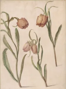 Herman Saftleven Prints: Study of Three Fritillaries, 1683. Creator: Herman Saftleven the Younger