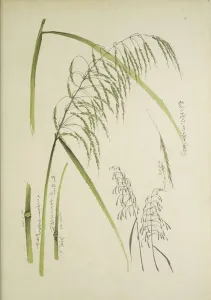 Study of grass. From: Le Japon Artistique. Documents d art et d industrie reunis, May 1888, 1845