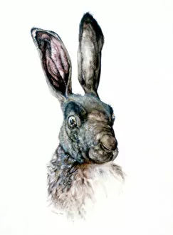 Images Dated 31st August 2006: Study of a Hare, 1502. Artist: Albrecht Durer