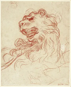 Study of the Head of a Lion, n.d. Creator: Baldassare Franceschini