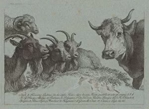 Study of Heads: Three Goats, an Ox, and a Ram, published c. 1783