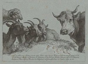 Francesco Londonio Prints: Study of Heads: Three Goats, an Ox, and a Ram, published c. 1783