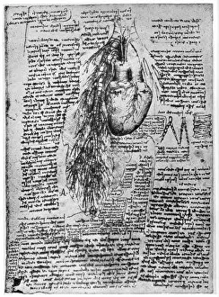 Images Dated 19th June 2008: Study of the heart and the bronchial arteries, late 15th or early 16th century (1954)
