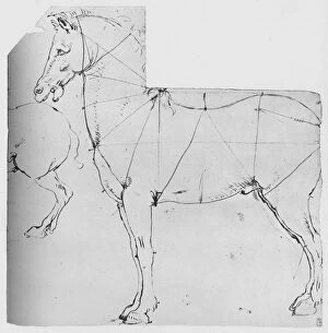 Study of a Horse Marked Out for Measurement, c1480 (1945). Artist: Leonardo da Vinci
