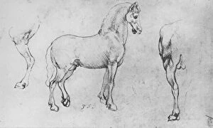 Da Vinci Collection: Study of a Horse, its Near Hind-Leg and its Hind-Quarters, c1480 (1945). Artist: Leonardo da Vinci