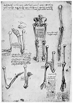 Images Dated 19th June 2008: Study of human bones, late 15th or 16th century (1954).Artist: Leonardo da Vinci