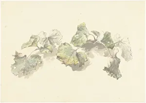 Joseph August Knip Prints: Study of leaves, 1787-1847. Creator: Josephus Augustus Knip