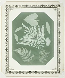 Study of Leaves, 1877. Creator: Amelia Bergner Study of Leaves, 1877. Creator: Amelia Bergner