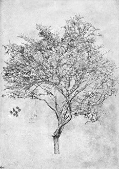 Baronaron Collection: Study of a lemon tree, 1899