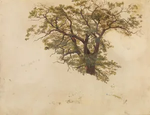 Tidemand Adolph Prints: Study of an Oak, probably 1830. Creator: Adolph Tidemand