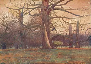 George Wilson Prints: Study of an Oak Tree, c1878 (1903-1904). Artist: George Wilson