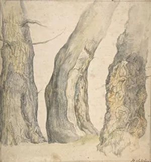 Images Dated 23rd September 2020: Study of Three Old Gnarled Trees, 1660. Creator: Jan Siberechts