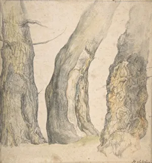 Textured Prints: Study of Three Old Gnarled Trees, 1660. Creator: Jan Siberechts