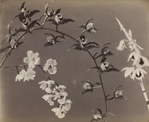 Unidentified Photographer Prints: Study of Orchids, c. 1870s. Creator: Unidentified Photographer