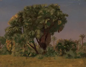 Palm Trees Prints: Study of Palm Trees, probably 1868. Creator: Jean-Leon Gerome