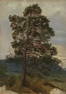 Evergreen Prints: Study of a Pine Tree, 1844. Creator: Adolph Tidemand