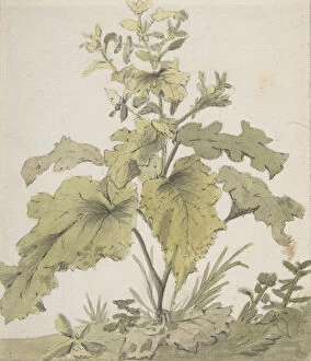 Growth Gallery: Study of a Plant, 1712-74. Creator: Christian Wilhelm Ernst Dietrich