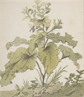 Dietrici Prints: Study of a Plant, 1712-74. Creator: Christian Wilhelm Ernst Dietrich