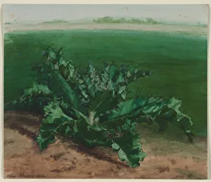 Léon Bonvin Prints: Study of a Plant, Possibly Thistle, 1862. Creator: Leon Bonvin (French, 1834-1866)