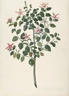 Maria Gallery: Study of a Plant with Red-Purple Flowers (Sebastiana africana purpurea), 1695