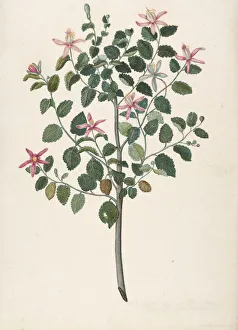 Maria Gallery: Study of a Plant with Red-Purple Flowers (Sebastiana africana purpurea), 1695