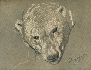John Macallan Swan Prints: Study of a Polar Bears Head, c1901. Artist: John MacAllan Swan