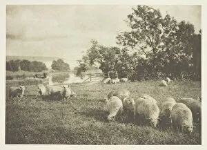 Wellington Collection: A Study of Sheep, c. 1880 / 90, printed April 1890. Creator: J. B. B. Wellington