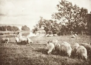 Wellington Prints: A Study Of Sheep, Printed 1889-1891. Creator: J. B. B. Wellington