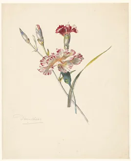 Albertus Alides Steenbergen Prints: Study sheet with Carnations, 1824-1900. Creator: Albertus Steenbergen