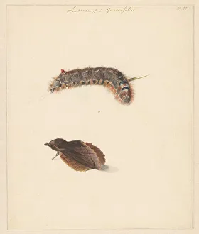 Moth Prints: Study sheet with caterpillar and moths