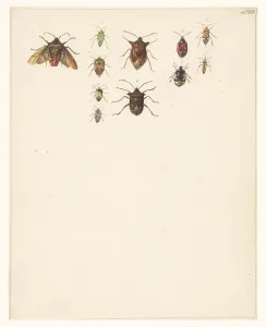 Albertus Alides Steenbergen Prints: Study sheet with eleven different beetles, 1824-1900. Creator: Albertus Steenbergen